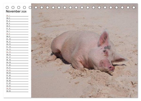 Produktbild: Schwimmende Schweine (Tischkalender 2026 DIN A5 quer), CALVENDO Monatskalender