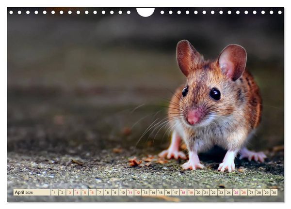 Produktbild: Kleiner Nager - Maus (Wandkalender 2026 DIN A4 quer), CALVENDO Monatskalender