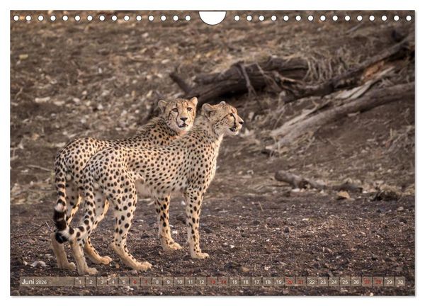 Produktbild: Geparden - Die Sch&ouml;nheiten Afrikas (Wandkalender 2026 DIN A4 quer), CALVENDO Monatskalender