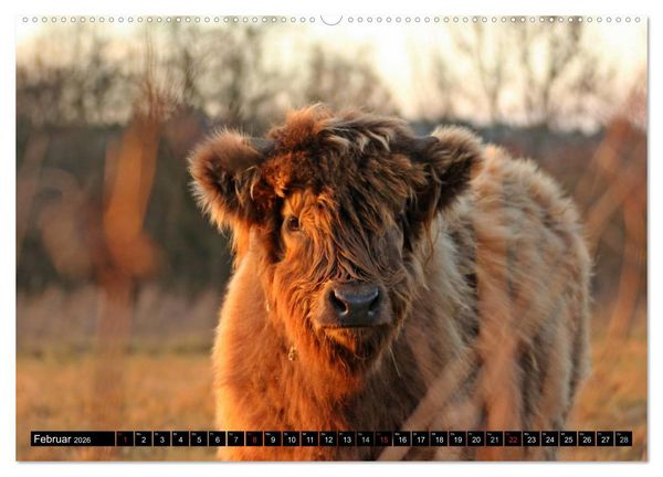Produktbild: Das Schottische Hochlandrind (hochwertiger Premium Wandkalender 2026 DIN A2 quer), Kunstdruck in Hochglanz