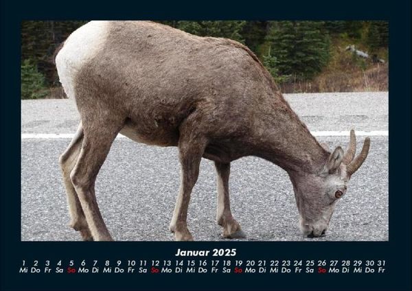 Produktbild: Tierkalender 2025 Fotokalender DIN A4