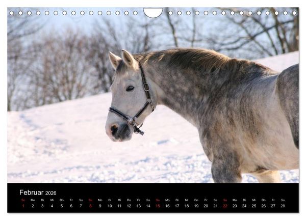 Produktbild: Faszination Pferde (Wandkalender 2026 DIN A4 quer), CALVENDO Monatskalender