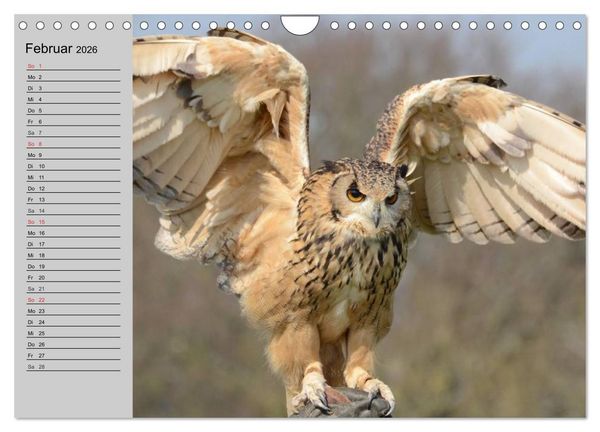 Produktbild: Eulen. Gefiederte Weisheit (Wandkalender 2026 DIN A4 quer), CALVENDO Monatskalender