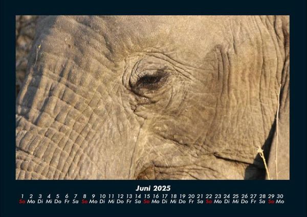 Produktbild: Der Elefantenkalender 2025 Fotokalender DIN A4