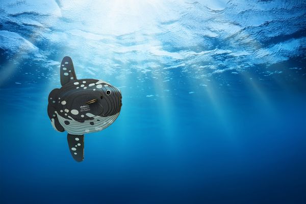 Produktbild: EUGY - 3D Bastelset Mondfisch
