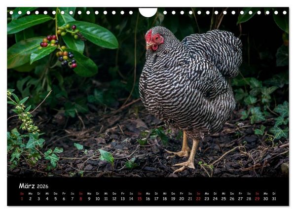 Produktbild: Gartenh&uuml;hner (Wandkalender 2026 DIN A4 quer), CALVENDO Monatskalender