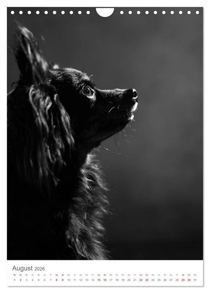 Produktbild: Fine Art Hundeportraits (Wandkalender 2026 DIN A4 hoch), CALVENDO Monatskalender