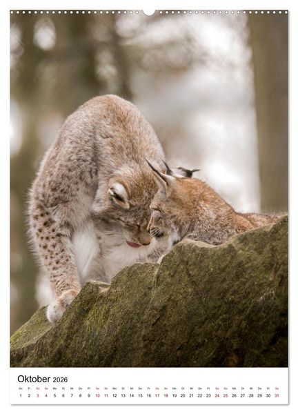 Produktbild: Der eurasische Luchs (hochwertiger Premium Wandkalender 2026 DIN A2 hoch), Kunstdruck in Hochglanz