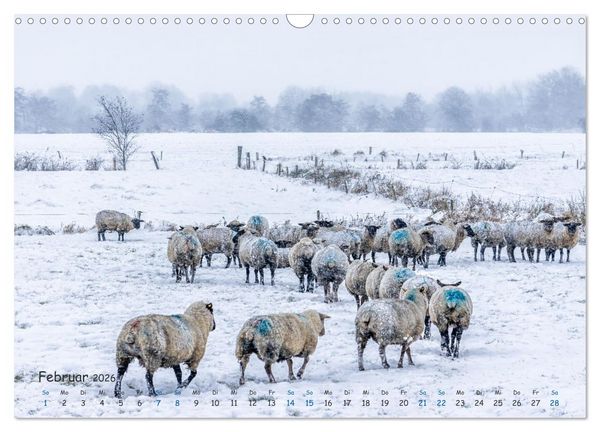 Produktbild: Westk&uuml;ste - Zwischen St. Peter Ording, B&uuml;sum und Elbe (Wandkalender 2026 DIN A3 quer), CALVENDO Monatskalender
