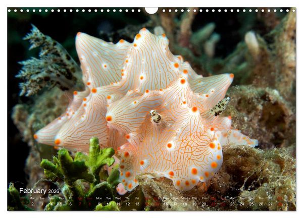 Produktbild: Diving in Indonesia - BEAUTIFUL NUDIBRANCHS (Wall Calendar 2026 DIN A3 landscape), CALVENDO 12 Month Wall Calendar