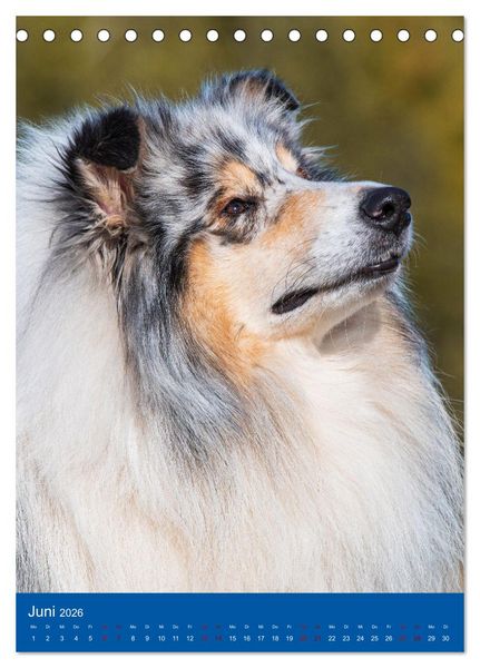 Produktbild: Traumhund Collie - Gl&uuml;ck auf vier Pfoten (Tischkalender 2026 DIN A5 hoch), CALVENDO Monatskalender