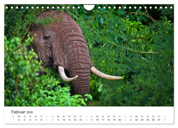 Produktbild: Elefanten - Sanfte Riesen in Afrika (Wandkalender 2026 DIN A4 quer), CALVENDO Monatskalender