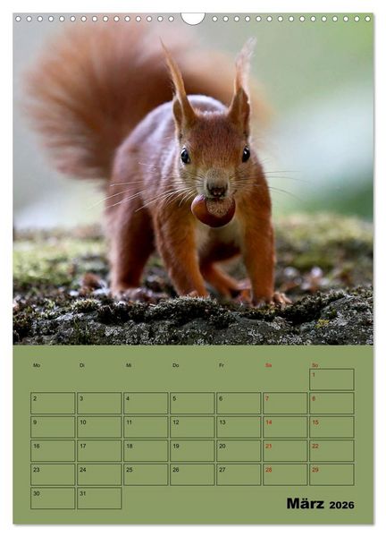 Produktbild: Eichh&ouml;rnchen - Planer (Wandkalender 2026 DIN A3 hoch), CALVENDO Monatskalender