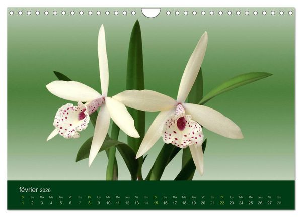 Produktbild: Les Orchid&eacute;es (Calendrier mural 2026 DIN A4 vertical), CALVENDO calendrier mensuel