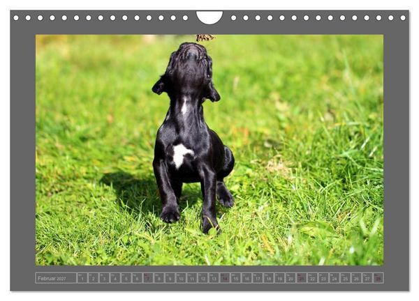 Produktbild: Franz&ouml;sische Bulldoggen (Wandkalender 2027 DIN A4 quer), CALVENDO Monatskalender