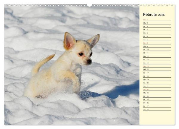 Produktbild: Chihuahua - Kleine Hunde ganz gro&szlig; (hochwertiger Premium Wandkalender 2026 DIN A2 quer), Kunstdruck in Hochglanz