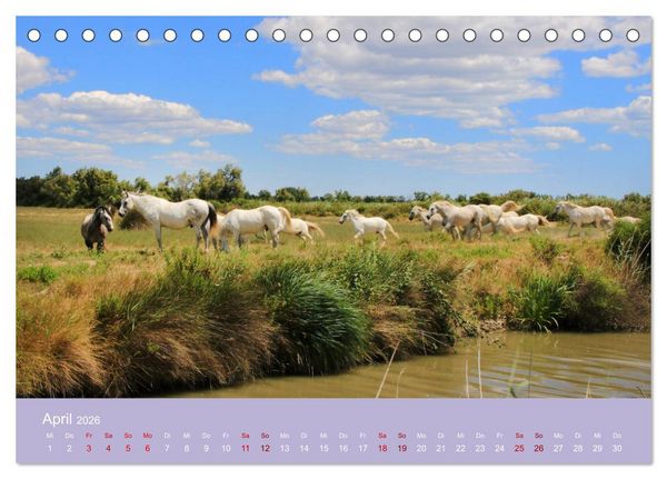 Produktbild: Die Farben der Provence... und der Duft des Lavendels... (Tischkalender 2026 DIN A5 quer), CALVENDO Monatskalender