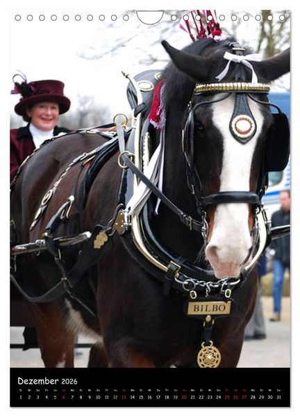 Produktbild: Shire Horse - Geschm&uuml;ckte Riesen (Wandkalender 2026 DIN A4 hoch), CALVENDO Monatskalender