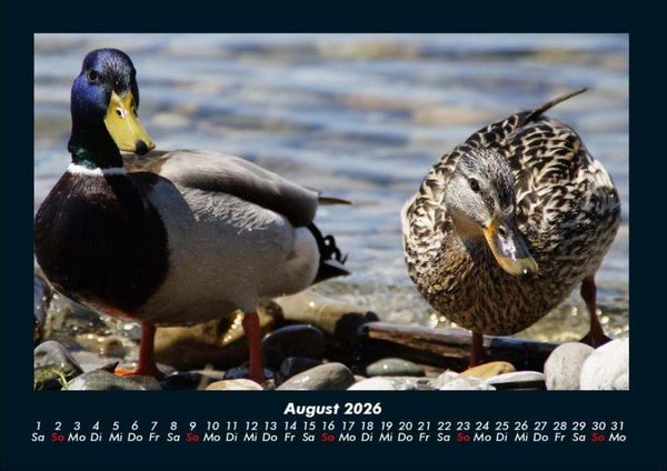 Produktbild: Enten 2026 Fotokalender DIN A4