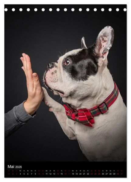 Produktbild: Bullyzauber - Franz&ouml;sische Bulldoggen (Tischkalender 2026 DIN A5 hoch), CALVENDO Monatskalender