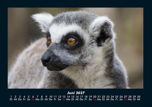 Produktbild: Der Tierkalender 2027 Fotokalender DIN A4