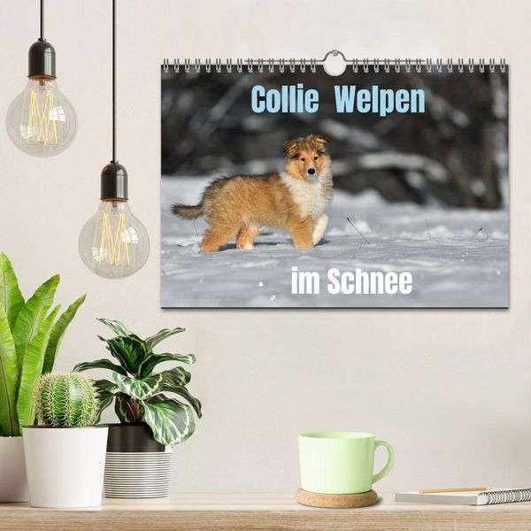 Produktbild: Collie Welpen im Schnee (Wandkalender 2026 DIN A4 quer), CALVENDO Monatskalender
