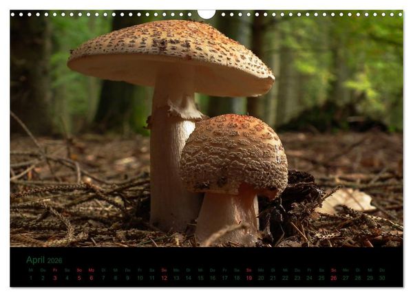 Produktbild: Im Reich der Pilze (Wandkalender 2026 DIN A3 quer), CALVENDO Monatskalender