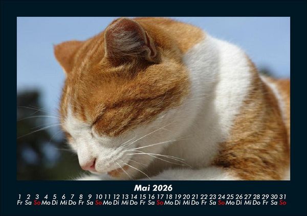 Produktbild: F&uuml;r Katzenfreunde 2026 Fotokalender DIN A5