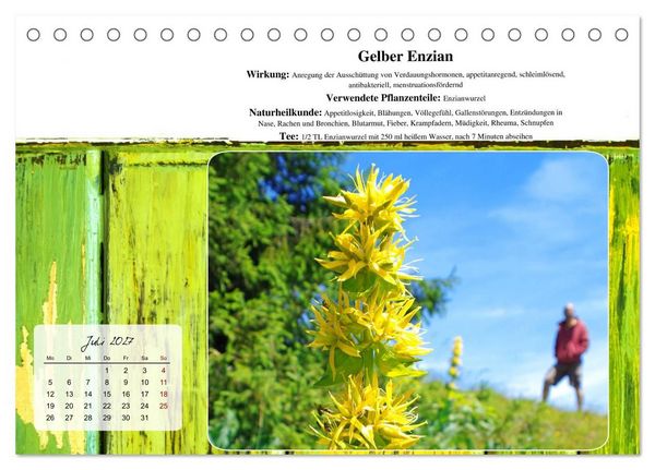 Produktbild: Gesundheit vor deiner Haust&uuml;re - Heilpflanzen am Alpenrand - Wirkung, Anwendungsbereiche und Teezubereitung (Tischkalender 2027 DIN A5 quer), CALVENDO Monatskalender
