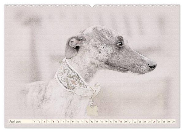Produktbild: Whippet 2026 (Wandkalender 2026 DIN A2 quer), CALVENDO Monatskalender