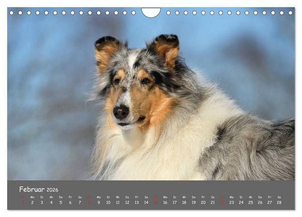 Produktbild: Einmal Collie - immer Collie (Wandkalender 2026 DIN A4 quer), CALVENDO Monatskalender