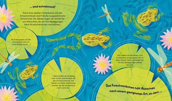 Produktbild: Aus klein wird gro&szlig;. So w&auml;chst ein Frosch