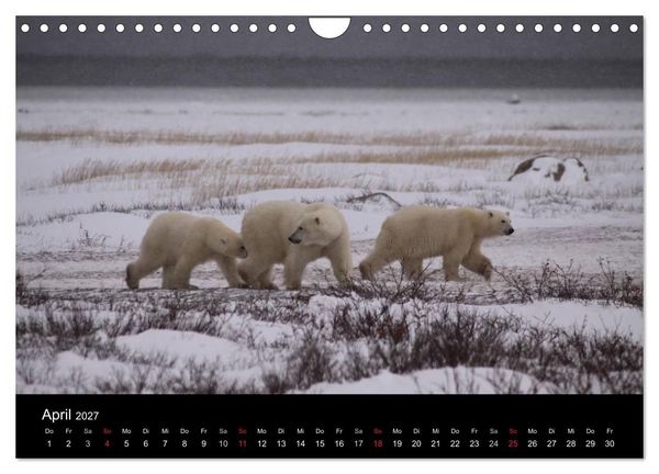 Produktbild: Arktische Tr&auml;ume - Eisb&auml;ren in Kanada (Wandkalender 2027 DIN A4 quer), CALVENDO Monatskalender