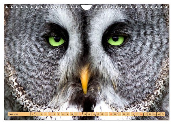 Produktbild: Tiere Schau mir in die Augen (Wandkalender 2026 DIN A4 quer), CALVENDO Monatskalender