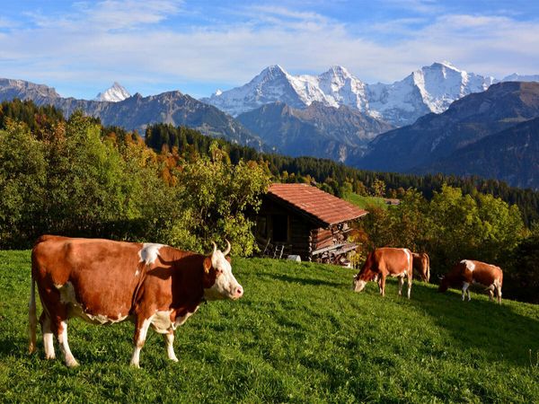 Produktbild: Schweizer K&uuml;he (Puzzle)