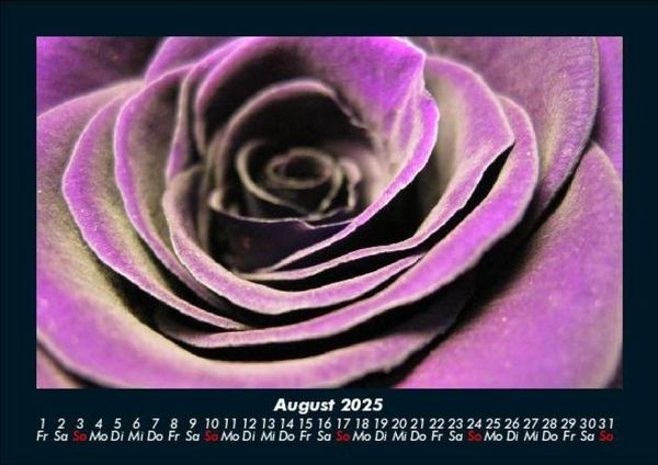 Produktbild: Rosen-Kalender 2025 Fotokalender DIN A5