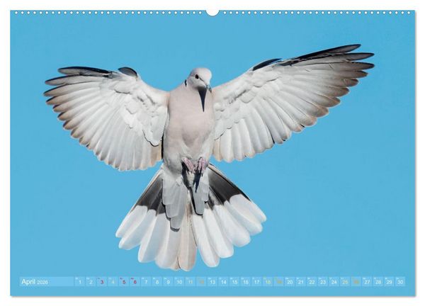 Produktbild: Tauben rund um die ganze Welt (Wandkalender 2026 DIN A2 quer), CALVENDO Monatskalender