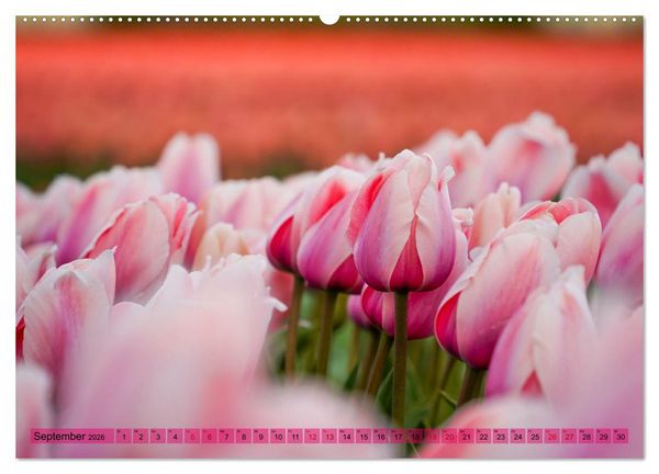 Produktbild: Tulpen - Hollands Stolz (Wandkalender 2026 DIN A2 quer), CALVENDO Monatskalender