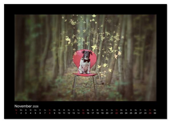 Produktbild: Jack Russell Terrier.....Ein Verwandlungsk&uuml;nstler namens Jake (hochwertiger Premium Wandkalender 2026 DIN A2 quer), Kunstdruck in Hochglanz