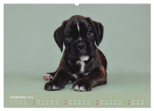 Produktbild: Boxer Welpen einfach zuckers&uuml;&szlig; (hochwertiger Premium Wandkalender 2026 DIN A2 quer), Kunstdruck in Hochglanz