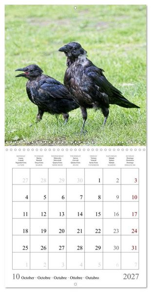 Produktbild: Crow Babies - Black, cute & always hungry (Wall Calendar 2027 12 &times; 12 Inch) CALVENDO 12 Month Wall Calendar