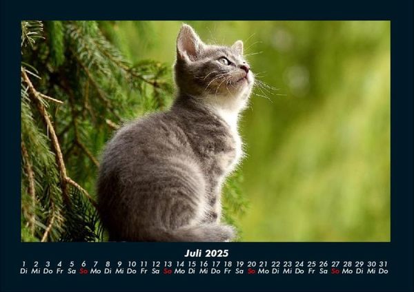 Produktbild: F&uuml;r Katzenfreunde 2025 Fotokalender DIN A4