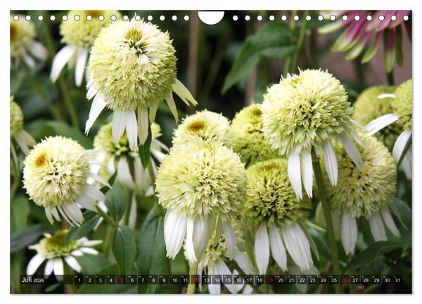 Produktbild: Sonnenhut im Garten (Wandkalender 2026 DIN A4 quer), CALVENDO Monatskalender