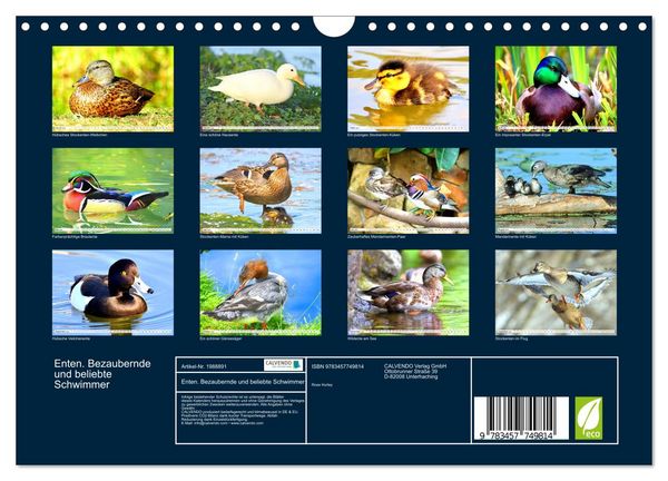 Produktbild: Enten. Bezaubernde und beliebte Schwimmer (Wandkalender 2026 DIN A4 quer), CALVENDO Monatskalender