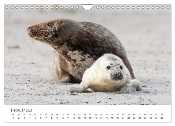 Produktbild: Junge Kegelrobben (Wandkalender 2026 DIN A4 quer), CALVENDO Monatskalender