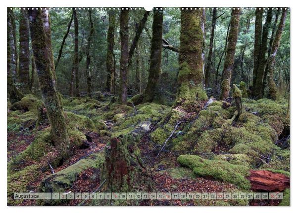 Produktbild: Prim&auml;rwald - Neuseeland (hochwertiger Premium Wandkalender 2026 DIN A2 quer), Kunstdruck in Hochglanz