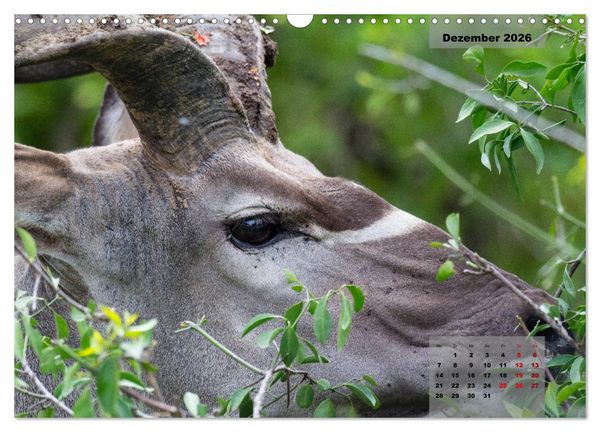 Produktbild: Auf Safari im Kruger National Park (Wandkalender 2026 DIN A3 quer), CALVENDO Monatskalender
