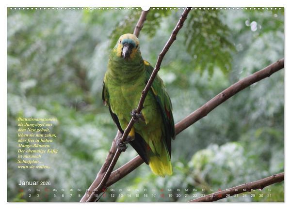 Produktbild: Blaustirnamazonen - Papageien in Paraguay (Wandkalender 2026 DIN A2 quer), CALVENDO Monatskalender