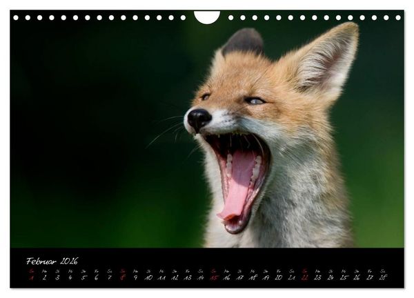 Produktbild: Rotfuchs - Impressionen (Wandkalender 2026 DIN A4 quer), CALVENDO Monatskalender