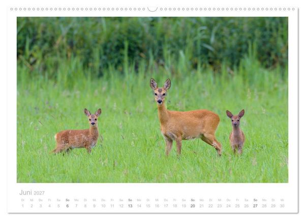 Produktbild: Rehwild 2027 (Wandkalender 2027 DIN A2 quer), CALVENDO Monatskalender